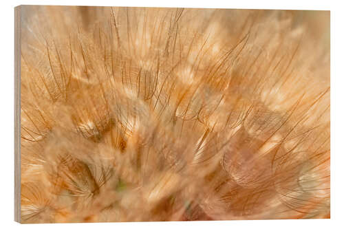 Wood print Tragopogon