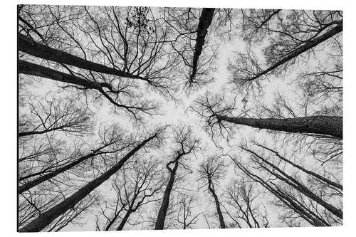 Tableau en aluminium Un regard vers la cime des arbres