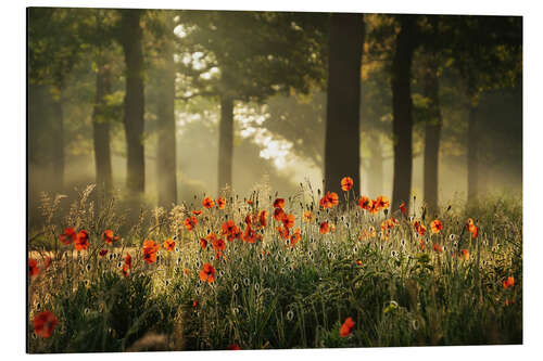 Aluminium print The poppy forest