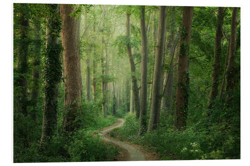 Foam board print Spring forest path