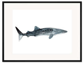Gerahmter Kunstdruck Sea Life Walhai