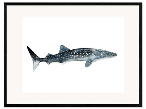 Impression artistique encadrée Requin-baleine