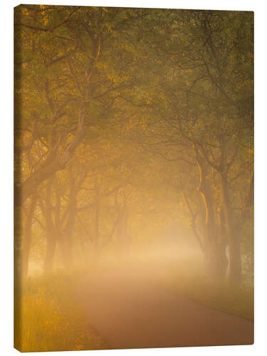 Canvas print Walnut trees in golden light