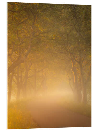 Gallery print Walnut trees in golden light