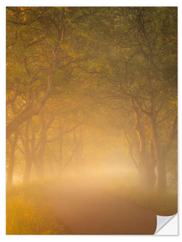 Selvklæbende plakat Walnut trees in golden light