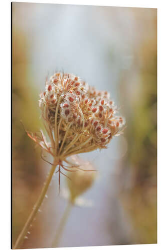 Aluminium print Wild carrot