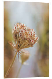 Foam board print Wild carrot