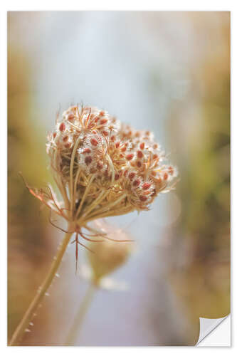 Naklejka na ścianę Wild carrot