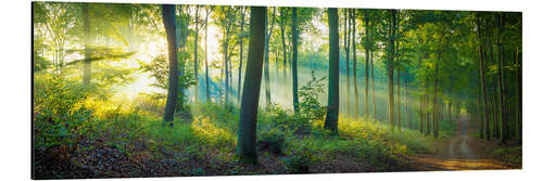 Aluminium print Forest panorama