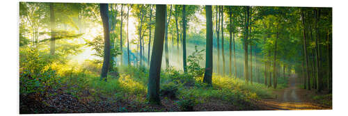 Foam board print Forest panorama