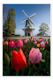 Poster Mulino nel paradiso dei tulipani Keukenhof