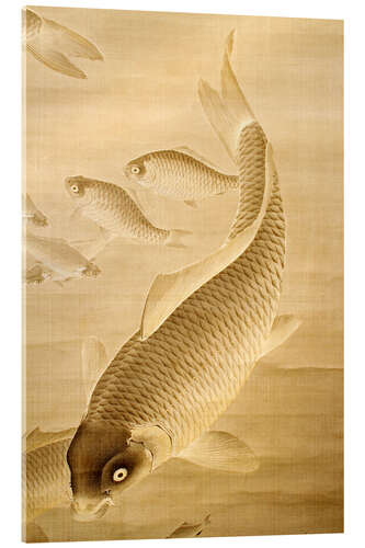 Acrylic print Carp