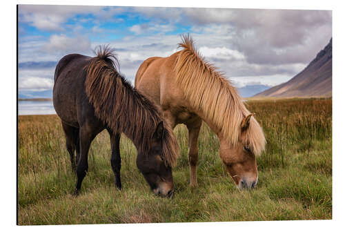 Aluminium print Icelandic horses