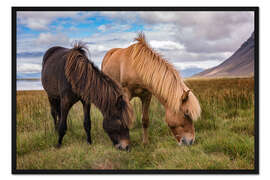 Gerahmter Kunstdruck Islandpferde