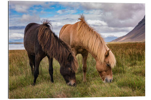 Gallery print Icelandic horses