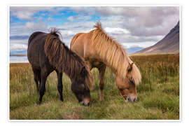 Wall print  Icelandic horses - André Wandrei