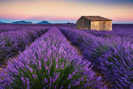 Magnettafel Lavendelfarben