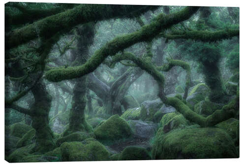 Canvas print Mirkwood