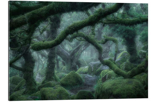 Gallery print Mirkwood