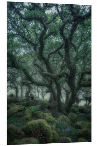 Foam board print Ancient oaks