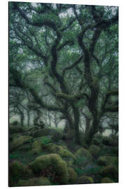 Magnettafel Uralte Eichen