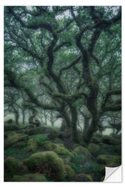 Selvklebende plakat Ancient oaks