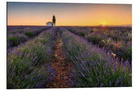 Cuadro de aluminio Mañana lavanda