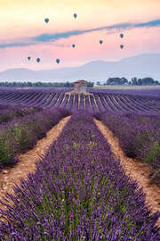 Magnettafel Ballonfahrer über dem Blütenmeer
