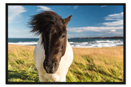 Gerahmter Kunstdruck Islandpferd mit windiger Mähne am Meer