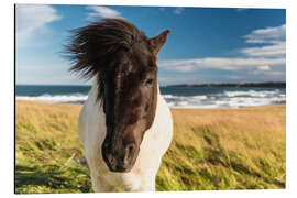Magnettafel Islandpferd mit windiger Mähne am Meer