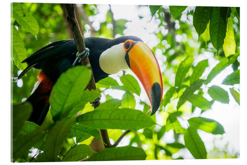 Akrylbilde Toucan in the amazona rainforest