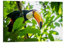 Tableau en aluminium Toucan dans la forêt amazonienne