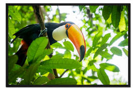 Gerahmter Kunstdruck Tukan im Amazona Regenwald