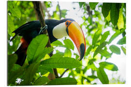 Gallery print Toucan in the amazona rainforest