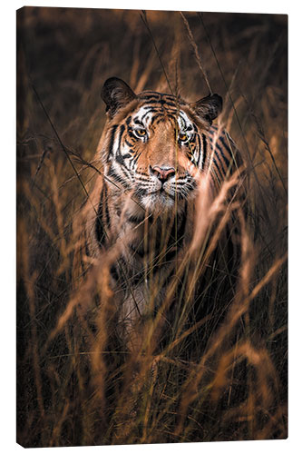 Leinwandbild Wilder Königstiger im hohen Gras