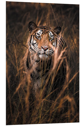 Bilde på skumplate Wild bengal tiger in tall grass