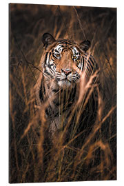 Gallery print Wild bengal tiger in tall grass