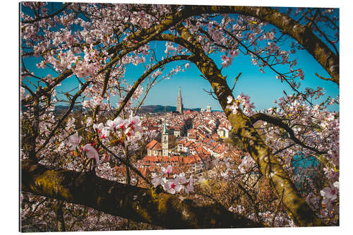 Gallery print Old town of Bern framed behind a cherry tree