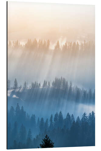 Aluminium print Foggy morning in the forest in Emmental