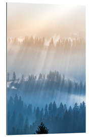 Gallery print Foggy morning in the forest in Emmental