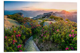 Tableau en aluminium Coucher de soleil dans les Alpes bernoises avec des roses alpines