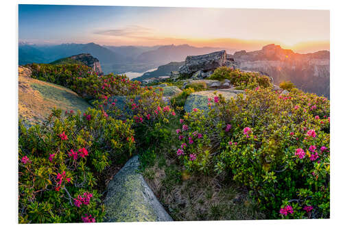 Print på skumplade Sunset in the Bernese Alps with alpine roses