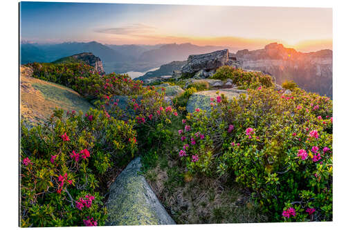 Gallery print Zonsondergang en rozen in de Berner Alpen