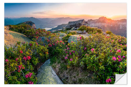 Selvklebende plakat Sunset in the Bernese Alps with alpine roses