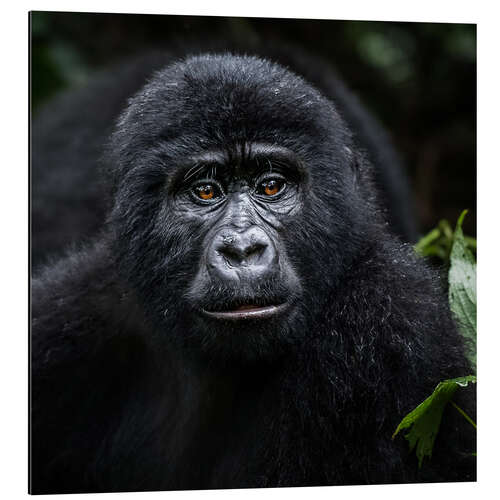 Alubild Junger Gorilla in Bwindi