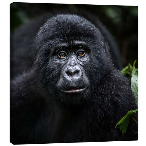 Canvastavla Young gorilla in Bwindi