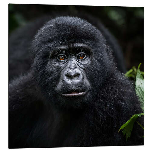 Gallery print Young gorilla in Bwindi