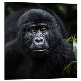 Gallery print Young gorilla in Bwindi