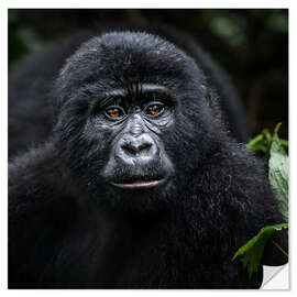 Selvklebende plakat Young gorilla in Bwindi