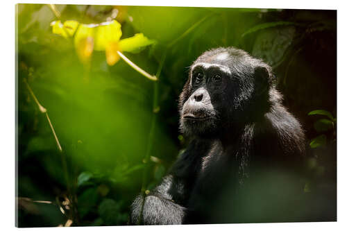 Quadro em acrílico Chimpanzé selvagem pensativo na floresta Kibale